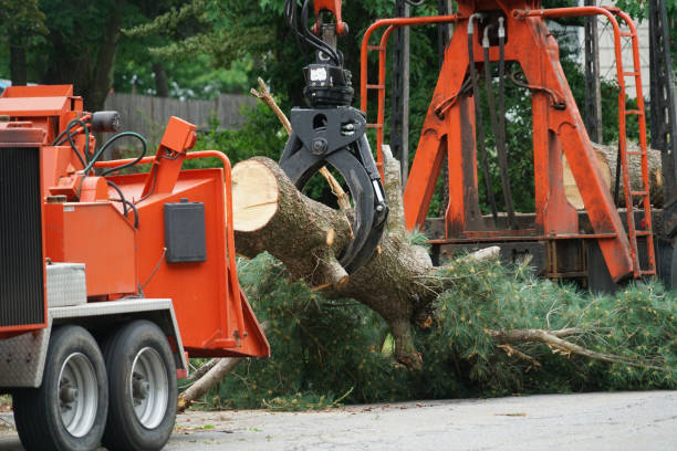 Reliable Southwood Acres, CT  Tree Services Solutions